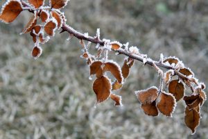 Campos do Jordão frio chega a -0,6 °C e atrai turistas no inverno